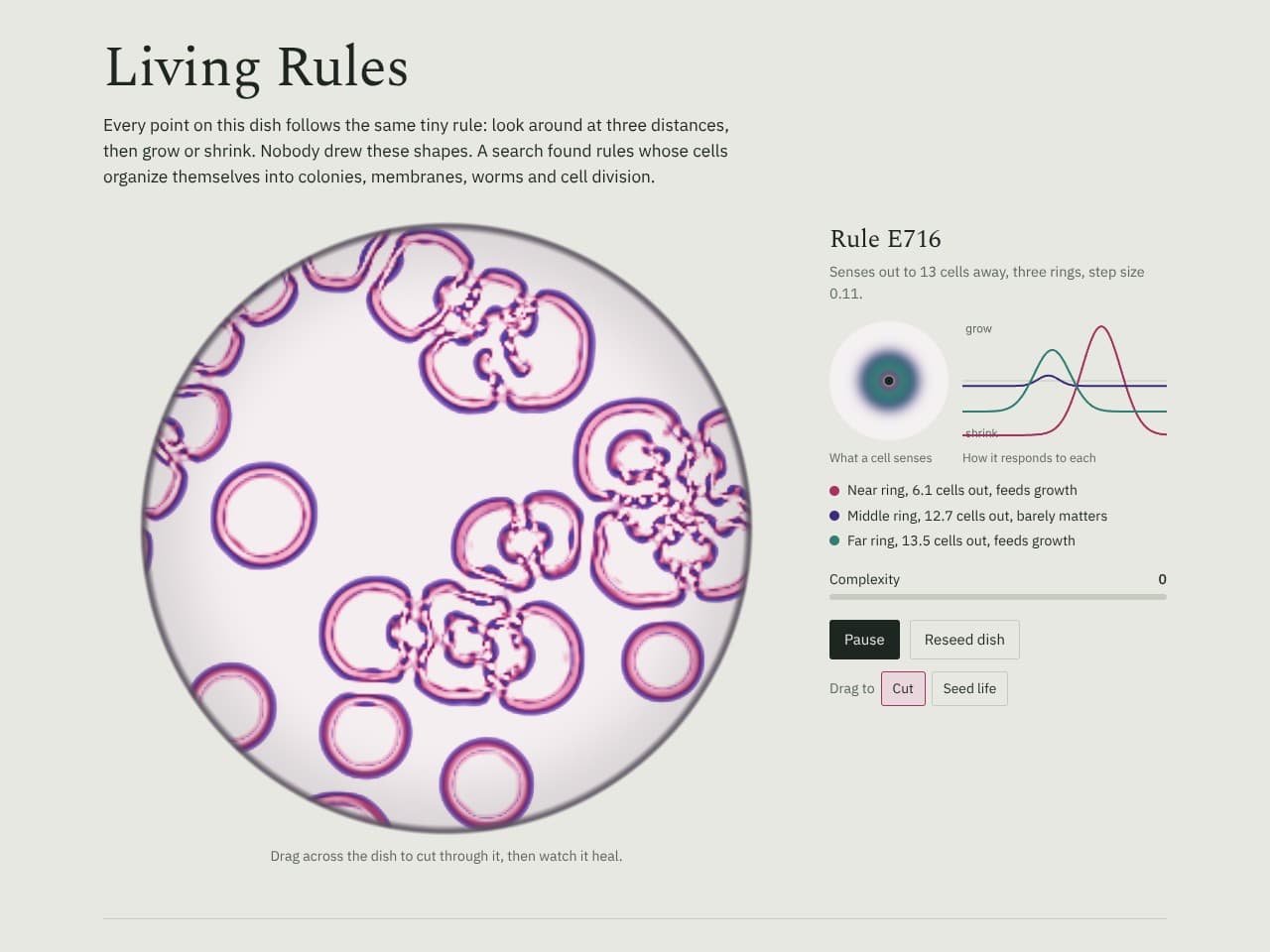 The Living Rules demo, a circular dish of cells organized into pink and violet membranes and dividing colonies, beside the rule that produced them shown as three sensing rings and a growth response curve